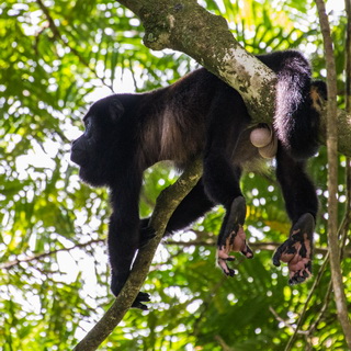 La Selva - Mantled howler monkey